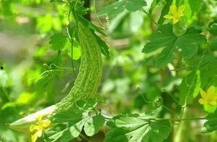 海南凉瓜怎么吃,夏日清凉美食探索
